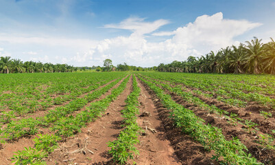 Fototapeta na wymiar Cassava plantation Northeast of Thailand, plantation cassava green scenery wide, Cassava plantation farming.