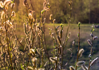 Flowering willow branches in springtime at sunset.