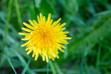 Dandelions bloom in bright yellow flowers. Spring nature.