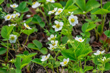 Blooming strawberries in the garden