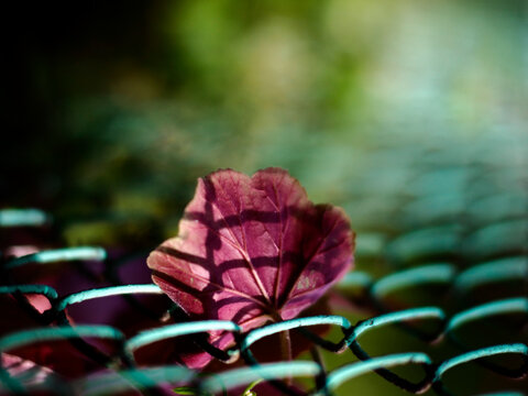 Geranium flower leaf in grid, summer background