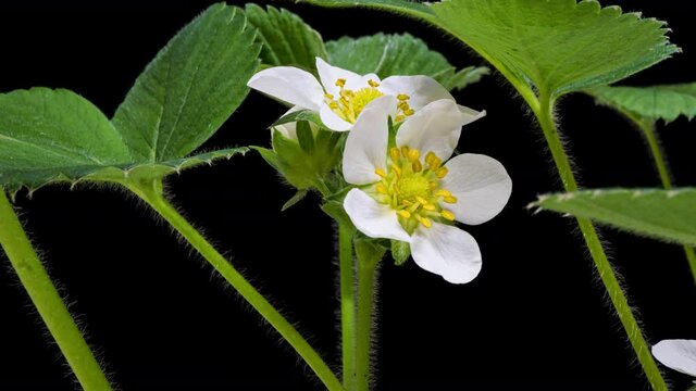 Blooming strawberries on a black background time lapse, macro shooting, alpha channel, 4k video