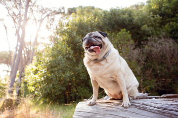 pug dog on a log