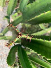 Cactus closeup 
