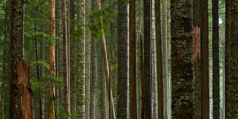 Panoramic view of the wet tree trunks in the moody forest on a rainy day.