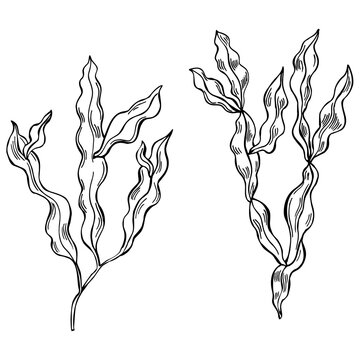 Edible  algae. Phyllophora nervosa.  Vector  illustration.