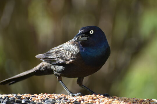 A bronzed blackbird at the feeder