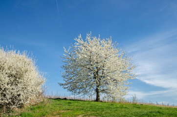 Obraz premium frühling, baumblüte