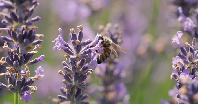 Lavender flower visiter by bees