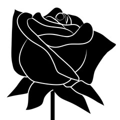 Black rose on white background