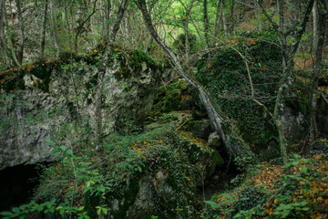Damaged mixed green forest in Crimea