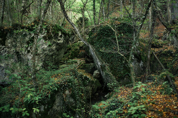 Damaged mixed green forest in Crimea
