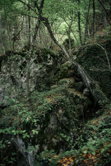 Damaged mixed green forest in Crimea