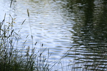 Wild plants growing by near a river, illuminated by warm sunlight. Selective focus.