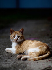 Naklejka na ściany i meble Ginger cat lies on the ground, summer background