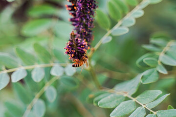 Bees on Amorpha acacia nectar-gathering insects