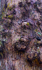 Purple bark