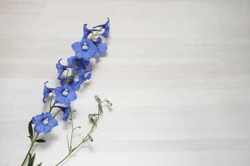 Delphinium flowers on white background