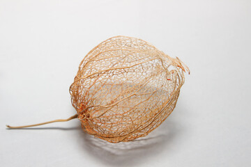 dry textured physalis fruit on a white background