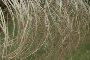 Excelsior Straw pattern