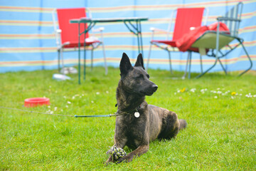 Belgium Shepherd type dog lies guarding his rope toy outdoors on a spring day .