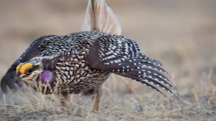 Extreme follow close up of Sharp tailed grouse male bird dancing on lek.