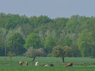 Kühe auf der Weide im Münsterland