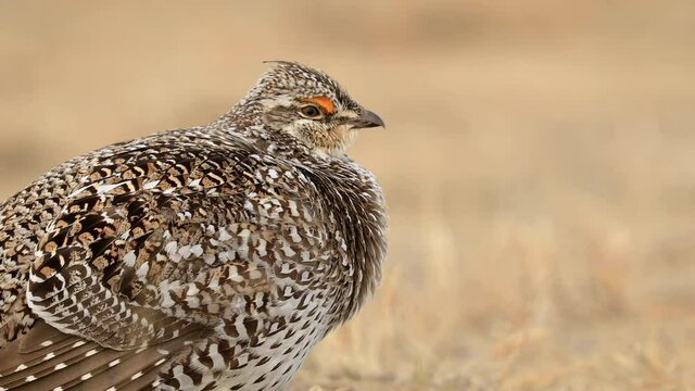 Extreme close up of Sharp-tailed grouse resting in the field, shallow DOF