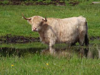 Kühe auf der Weide im Münsterland