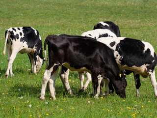 Naklejka na ściany i meble Kühe auf der Weide im Münsterland