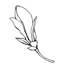 Magnolia flower, magnolia tree branch. Vector image, black line © Alena