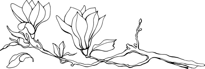 Magnolia flower, magnolia tree branch. Vector image, black line - obrazy, fototapety, plakaty