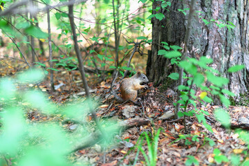 Naklejka na ściany i meble Squirrel sits on the ground in the forest in summer at daytime .