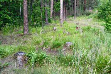 Stumps in the forest, felled trees in summer. llegal logging. Take care of nature.
