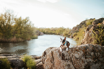 dog laying on the rock bullterrier on the lake