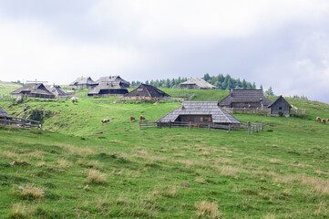 Obraz na płótnie Canvas authentic slovenian wooden huts in a green alpine valley for seasonal horned cattle grazing