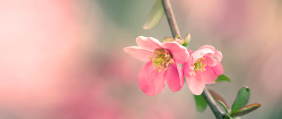 Blurred image of blooming apple branch on pink background, spring flowers background with copy space for message. Greeting card for Valentine's Day, Woman's Day and Mother's Day holidays. Soft focus