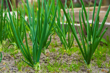 Obraz premium Ð¡lose-up of growing onion plantation in the vegetable garden. fresh young green onions in the garden.
