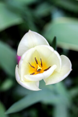 Closeup photo of white blooming tulip