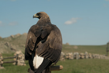 eagle bird falconry sitting on a pole