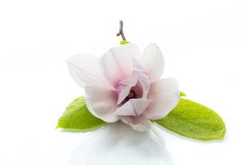 one pink flower on a branch of blooming magnolia close up