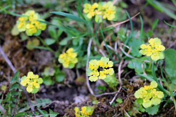 Group of tiny yellow flowers