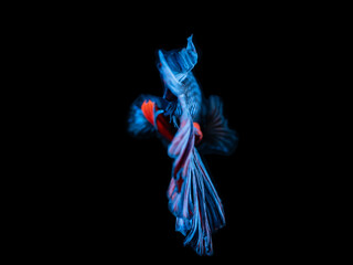 Obraz na płótnie Canvas Photo of close range betta fish Focus on the body and tail of the fish. Split black background