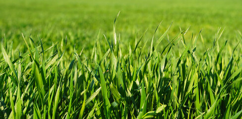 Fresh green grass background in sunny spring day. Lush green grass meadow background.