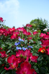 Fototapeta premium 初夏のバラ