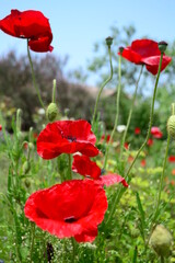 Obraz premium 初夏のバラ