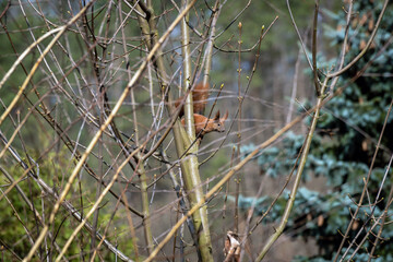 squirrel peeking between the branches