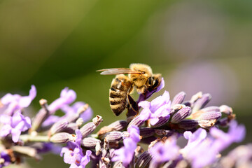 Biene