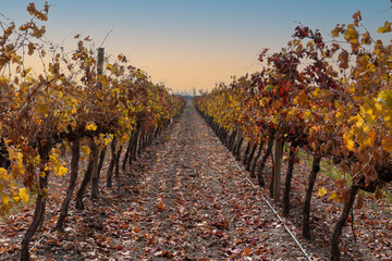 view vineyards of fine grapes in the fall