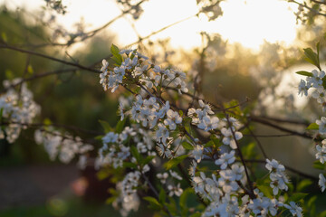 A blooming garden on a warm summer evening with white cherry blossoms in spring
